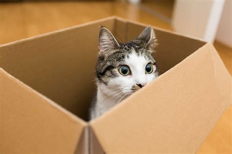 データサイエンス 身近な例：なぜ猫はデータを愛するのか？